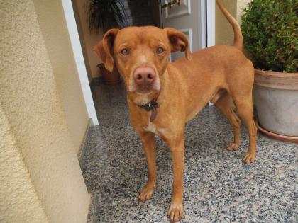 Toby - junger verspielter Kerl sucht Familie