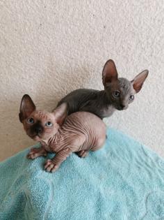 Zuckersüße KanadiaSphynx Kitten