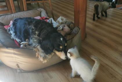 SIAM KITTEN seal point ab August auszugsbereit
