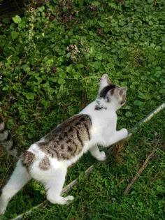 Süße kleine Katerchen in liebevolle Hände ab zu geben