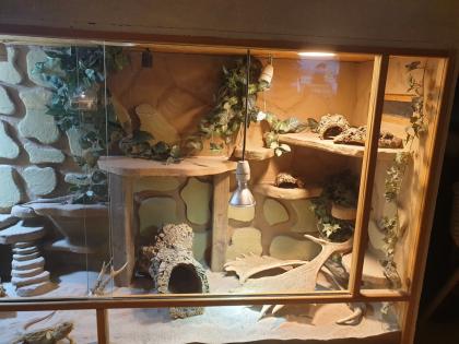 Terrarium mit Bartagame Pärchen