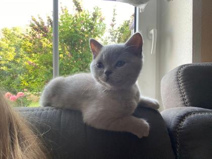 BKH Kitten Kater lilac m