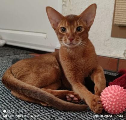 Charmanter reinrassiger 12 Monate alter Abessinier Kater mit Papiere