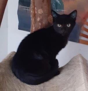 Nero sucht dringend ein Zuhause aus dem Tierschutz / gechipt geimpft kastri