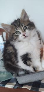 Norwegische Mix Kitten