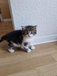 Norwegische Mix Kitten