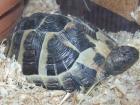 Griechische landschildkröte nz 08/03 abzugeben