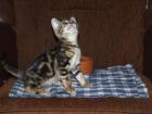 Bengalkitten im KÖNIGSleopardenLOOK - abgabebereit