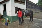 Suche Reitbeteiligung