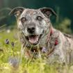 BENJO - menschenbezogener Mischling - 10 Jahre - Tierhilfe-Franken e. V.