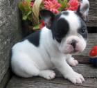 FRANZÖSISCHE BULLDOGGEN WELPEN GECHIPT ENTWURMT GEIMPFT