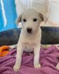 Blanche sucht ein passendes Zuhause