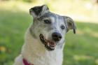 LAYDA - treuer Mischling - 9 Jahre - Tierhilfe-Franken e. V.