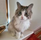 KIRA - Ragdoll-Mix - Tierhilfe-Franken e. V.
