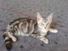 1 Maine coon Mix Kitten noch zu haben
