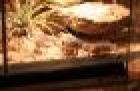 Terrarium kpl. mit 3 Leopardgeckos