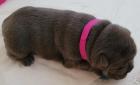 Französische Bulldogge - Welpen in blau / blue blue-tan mit Ahnentafel