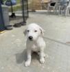 Maya sucht ein passendes Zuhause
