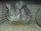 2 süße Chinchillas suchen ein neues Zuhause