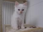 Birma Kitten