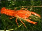 CPO Cambarellus patzcuarensis var. Orange