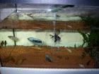 Komplettes Aquarium Technik Fische Fadenfische Skalare Mollys