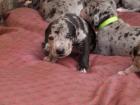 Deutsche Dogge Welpen mit Papiere suchen ein Zuhause
