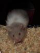 4 Teddyhamsterbabys suchen neues Zuhause NOTSTATION