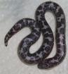 Anerytristische Sandboas - Gongylpohis colubrinus NZ 2022