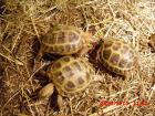 Vierzehenlandschildkröten- unbekannt