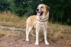 BIG BALU - liebenswerter Mix - 9 Jahre 11 Monate - Tierhilfe-Franken e. V.