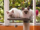 Es suchen noch zwei Heilige Birma Kitten neue Schmuse Eltern