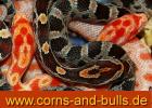 KORNNATTERN BUY1GET2 WWW. CORNS-AND-BULLS. DE