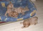 Spanielbabys in gold.