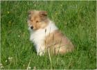 Wunderschöne Colliewelpen gold-sable tric.