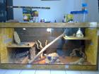 200x100x80 Holzterrarium m. Zubehör und Bartagamenpärchen