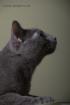 Russisch Blau Deckkater