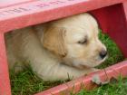 Süße Golden Retriever Welpen