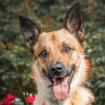 MILON - Labrador-Schäfer-Mix - 2 Jahre - Tierhilfe -Franken e. V.