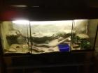 2 Bartagamen pärchen mit riesigen Terrarium mit Rückwand und .