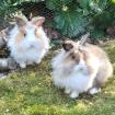 ABBY und LUNA - Löwenköpfchen - 5 Monate - Tierhilfe-Franken e. V.