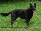 Deutsche Schäferhundwelpen Lackschwarz