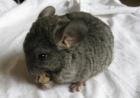 5 Chinchilla Babys in Nürnberg Anzeige vom 02. 05. 07