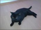 Verschmuste liebe Katze Britisch-Kurzhaar abzugeben
