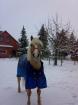 Suche für meinen Haflinger beistellpony wallach
