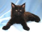 Süße typvolle Maine Coon Kitten