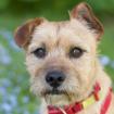 RUFFL - 2 Jahre - Mix - Tierhilfe-Franken e. V.