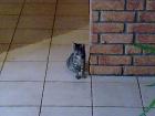 Whiskas Katzen