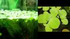 Muschelblume Pistia stratiotes Garnelen