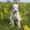 Hund gesucht wenn es geht kostenlos